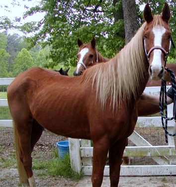 horses rescue resident